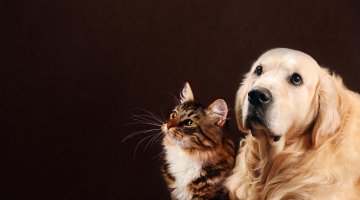 Verstorbenen Hund oder Katze kontaktieren Foto: © Tania Wild @ shutterstock