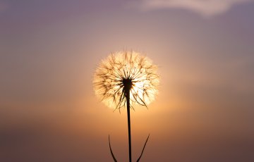 Sehnschte treiben uns an im Leben Foto: © DarZel @ shutterstock