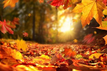 Pflanzenmagie im Herbst: Herstellung von Kruterbndeln und Herbstzaubern Foto: © Smileus.jpeg @ AdobeStock